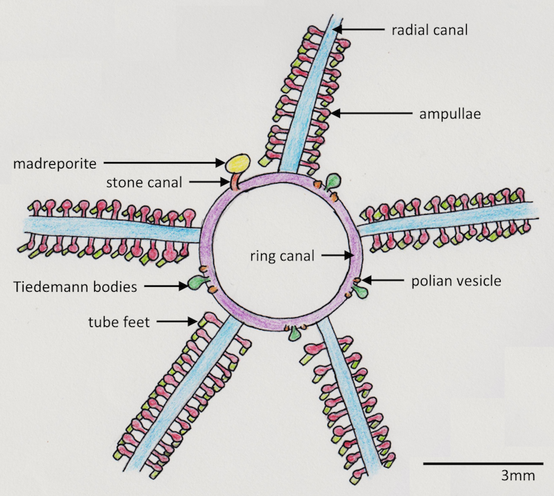 figure image